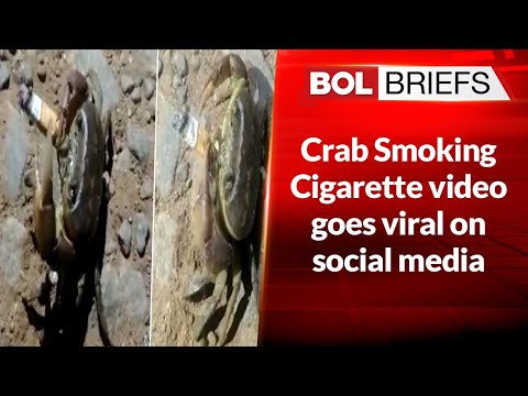 Crab Smoking Cigarette video goes viral on social media | BOL Briefs