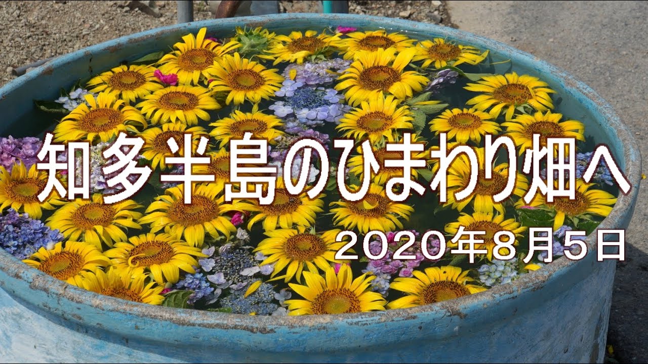年知多半島のひまわり畑へ Youtube 年知多半島のひまわり畑へ Youtube