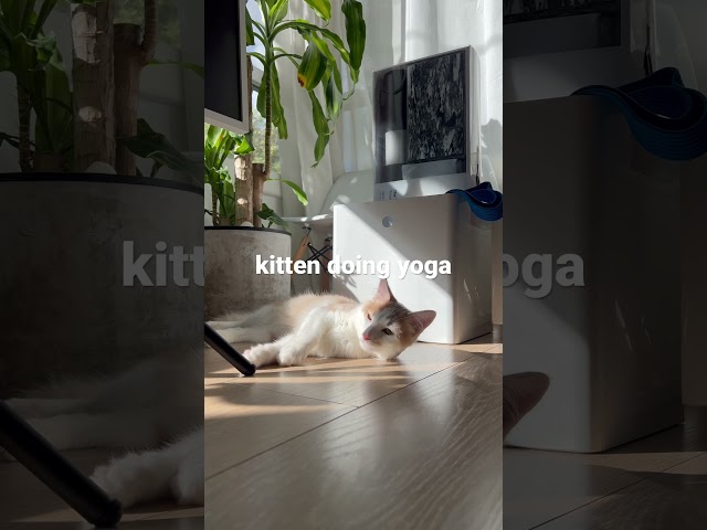 #catyoga #yoga My cat doing yoga #petlovers #kittendaily #iamkloklo class=