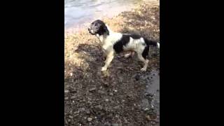 Gundog Training -  Retrieving A Dummy Across A River