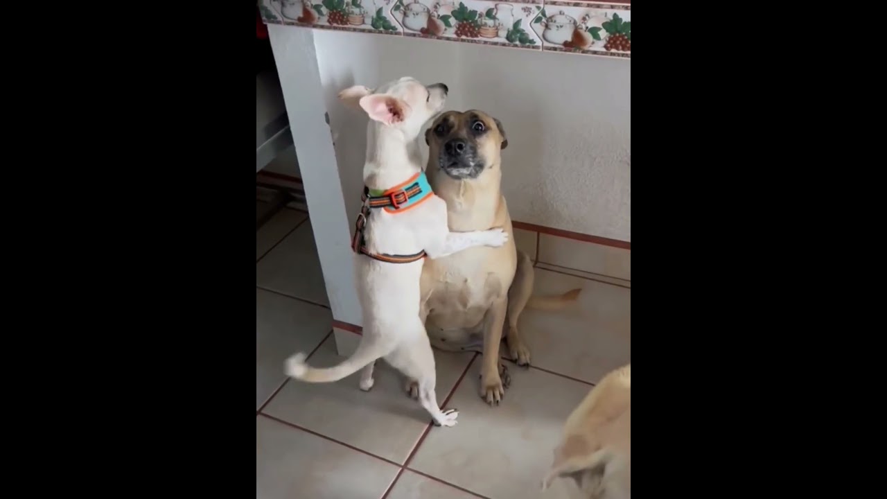 Two Funny Dogs #funnydog #doglover #funnyvideo #viral #twodogs