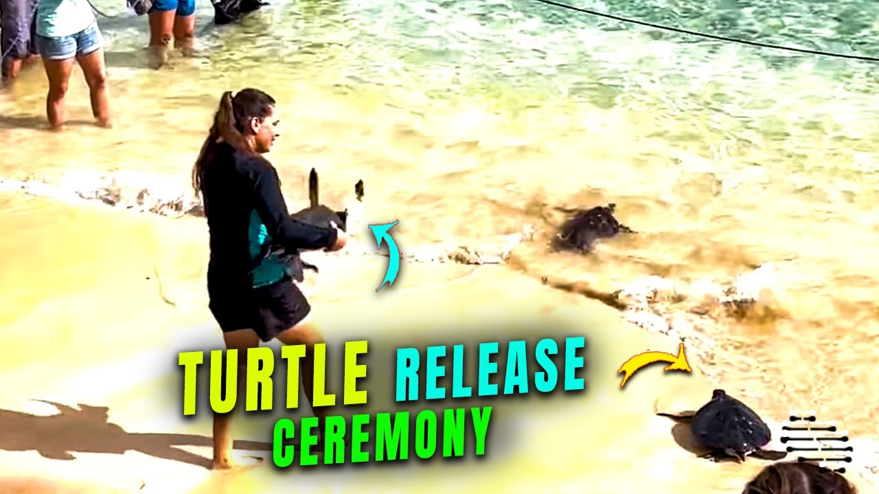 Hawaiian Green Sea Turtle Release Ceremony at a Beach - YouTube