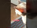 Did He Try to Lessen the Embarrassment? Abyssinian Cat's Debut Plan