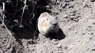 Hey gopher!