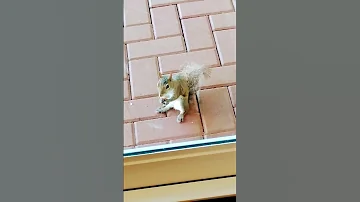 Petee Girl Loves Pecans Squirrels Squirrel Cute Wildlife 
