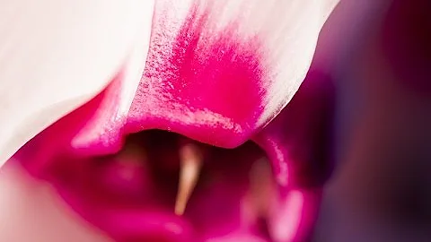 Quel est le symbole du cyclamen ?