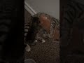 Baby cats Growing Fast Feeding #newbabies #kitten #newmom