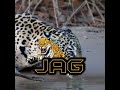 Jaguar vs tiger same size debate whoisstrongest animalkingdomlodge