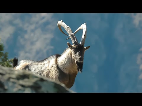 Необычные и редкие животные нетронутой природы Армении | Все как у людей