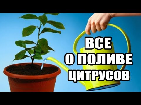 Видео: Что такое сладкий лимон - узнайте, как выращивать цитрусовые деревья удзюкицу