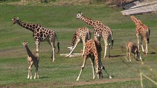 Žirafy ve velkém výběhu v Zoo Praha