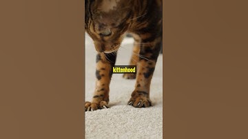 Feline Mysteries Unveiled: Lesser-Known Facts About Cats! #funfacts #viralshorts #shorts