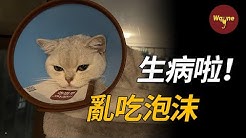 Wayne調查 Youtube Wayne調查 Youtube
