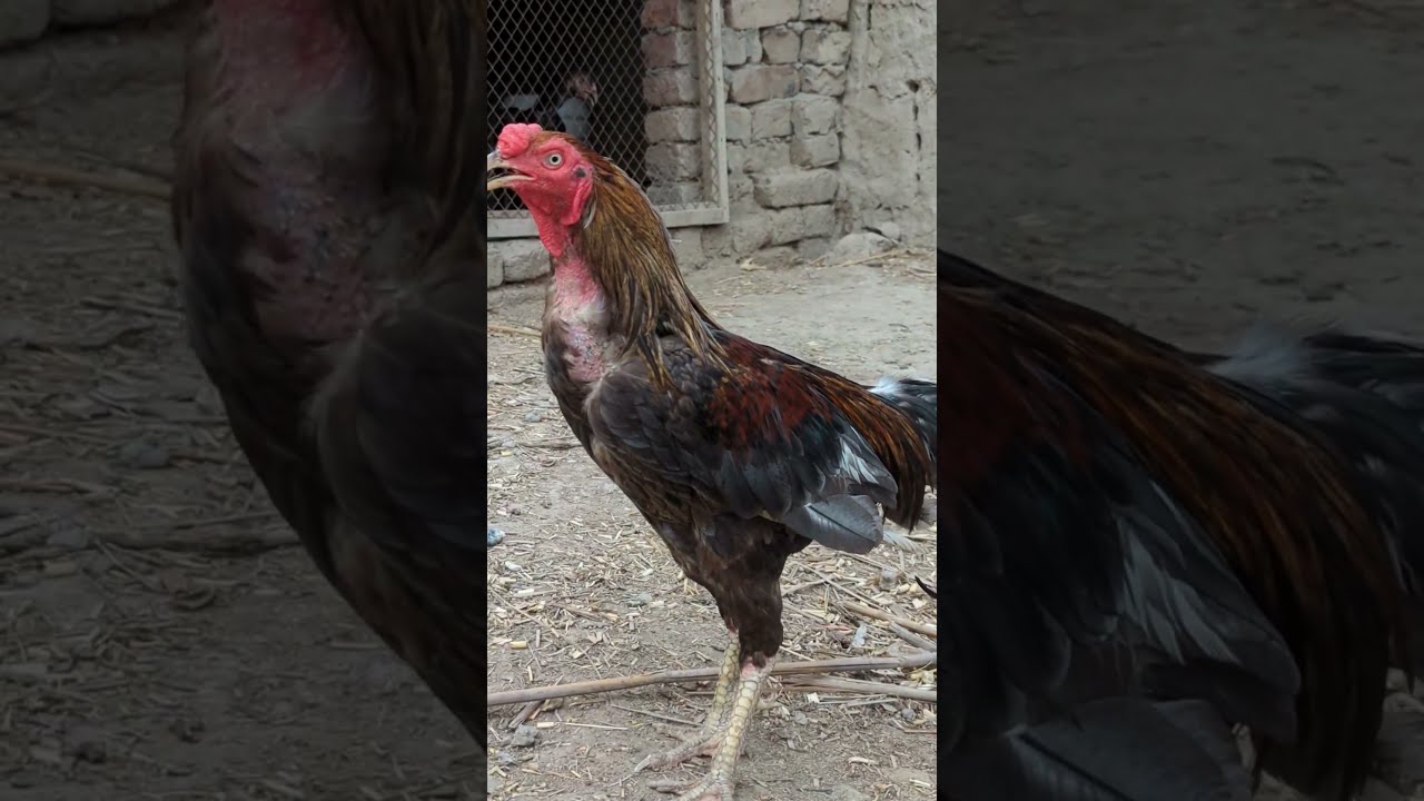 High Quality Sleta Breeder