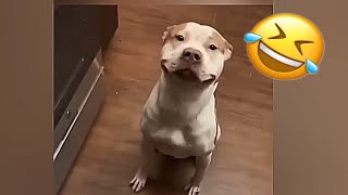 Watch and enjoy 🤣funny animal clips