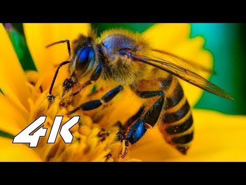 4k videos lagging on pc Flowers macro demo in 4k ultrahd for oled tv