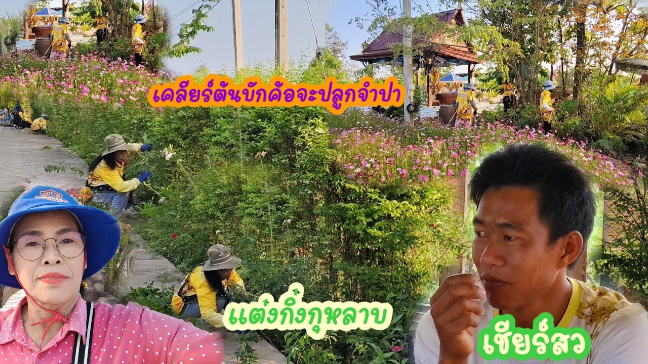 เคลียร์ใต้ต้นมะค้อจะปลูกจำปา