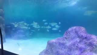 Ceylan Karavil Akvaryum