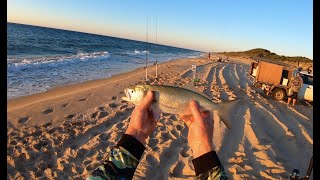 Catching sunset Tailor for breakfast catch and cook