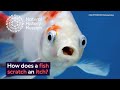 Natural History Museum Video Quiz