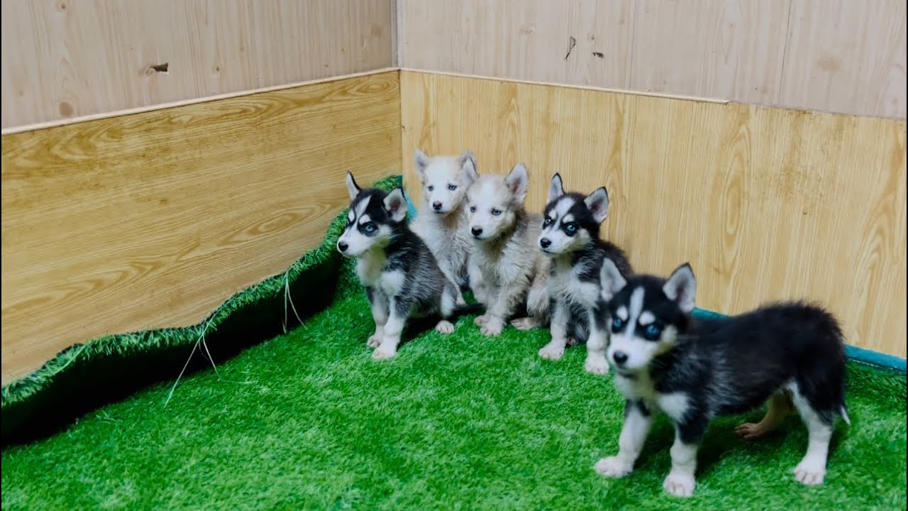 Unlock Your Happiness with Husky Puppies cute husky Kennel vom
