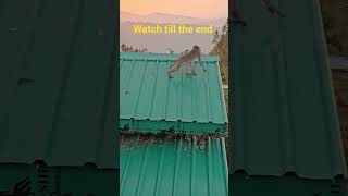 #shorts #viral# funny#animal#fun#mountain