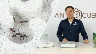 ANTCUBE Ytong concrete nests for ants made of aerated concrete