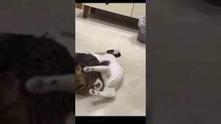 Angry cat Fighting Hard 🥵😾