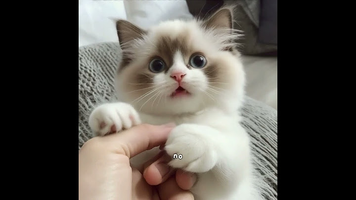 This little one has a lot to say today. #cute #cat #kitten #catlovers #lipsync
