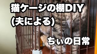 猫ケージの棚をDIY夫による【ちぃの日常ライフ】