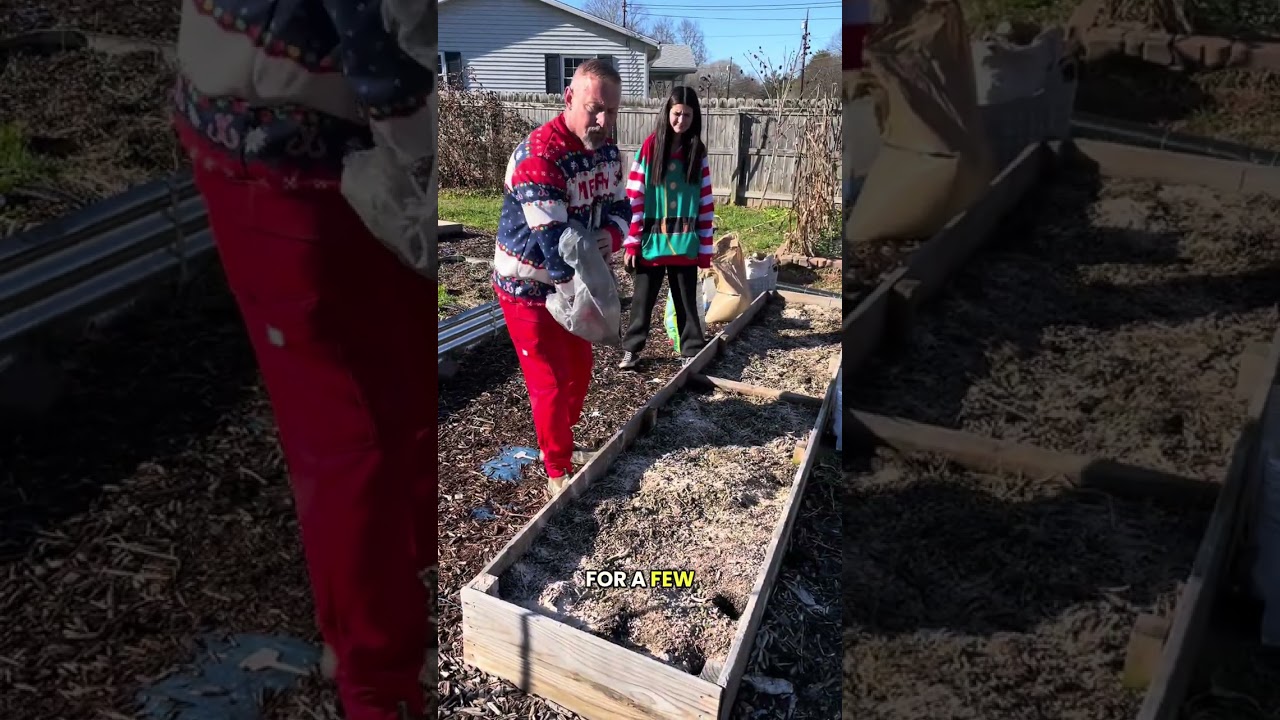 Christmas raised bed amendment 