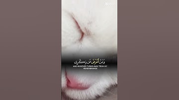 قران كريم القارئ عبدالله بن عبدالعزيز ❤️❤️❤️❤️❤️😭❤️❤️😭