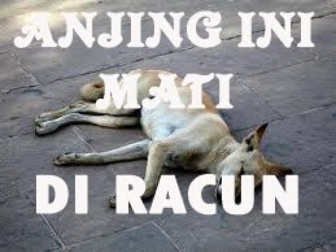 Video: Adakah Iguanas Mati Meracuni Anjing Miami?