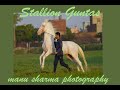 Beautiful horse nukra stallion guntas