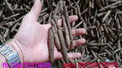 sâm cau đen ( sâm tiên mao ) 120k/1kg. có 4kg loại chọn mới về