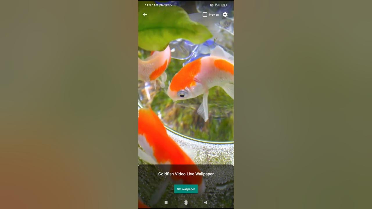fish-pot-youtube