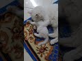 قطتي دمها شربات