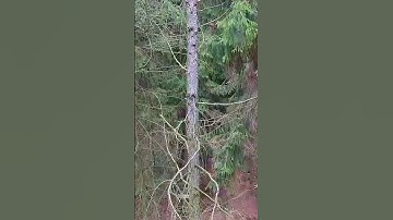 How the Pruning of Dry Tree Branches Works Using a Special Device