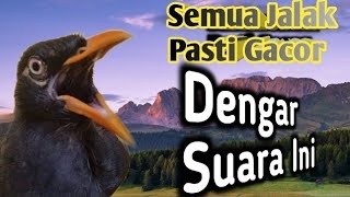 Download Lagu MASTERAN AMPUH JALAK GACOR ‼️masteran burung sang juara dunia | wajib di coba,pasti langsung respon MP3