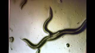 C. elegans N2 Wild Type Movement