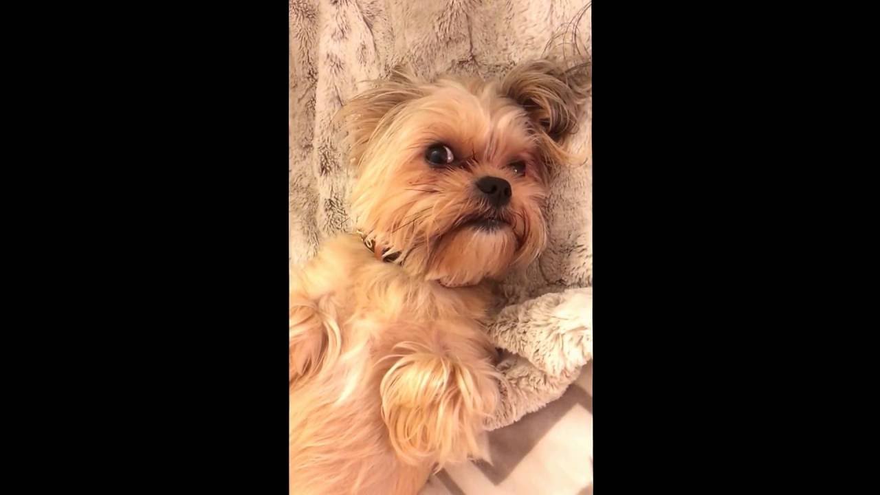 baby-shorkie-refuses-to-get-bath-youtube