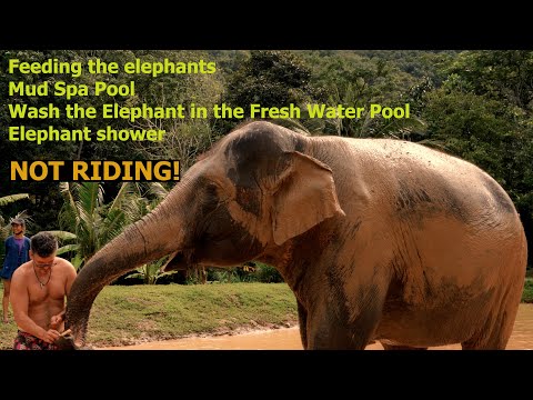 4K AMATARA PHUKET LUXURY SPA RESORT INSIDE TROPICAL JUNGLE + SUPERCUTE ELEPHANTS¬ NEED TO WATCH THIS