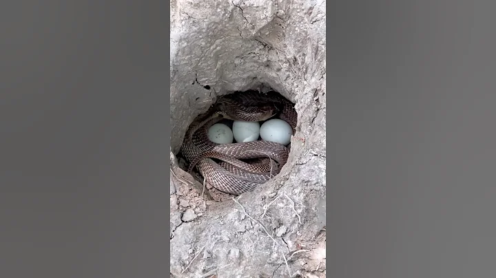 Snake eggs with snakes in the hole.#shorts #snake  #reels #snakesaver #animals #snakeresque