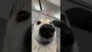 Download Lagu shikanoko nokonoko koshitantan (My Deer Shiba Friend) 🦌 #cutenessoverload MP3 Download Lagu shikanoko nokonoko koshitantan (My Deer Shiba Friend) 🦌 #cutenessoverload MP3