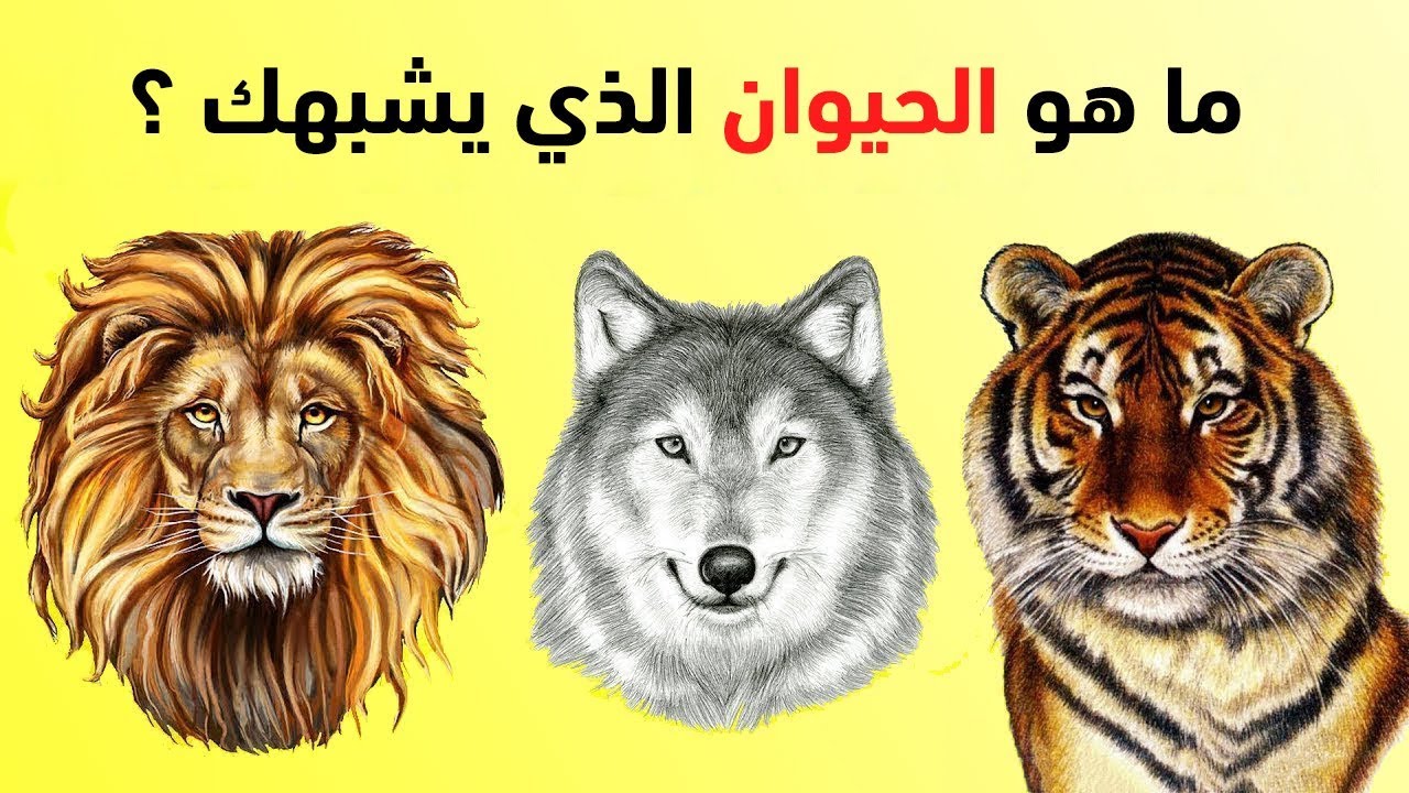 إكتشف ما هو الحيوان الذي يشبه شخصيتك من خلال هذا الأختبار Youtube