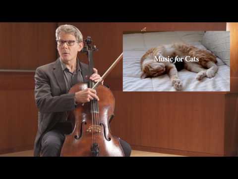 Video: Kokią muziką mėgsta katės?