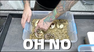I Hatched Out A $25,000 Ball Python ... BUT!