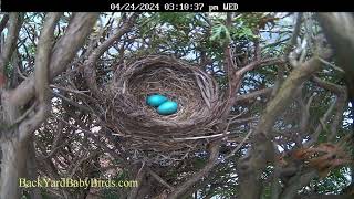 A Second Egg! BYBB  2024 Update #3