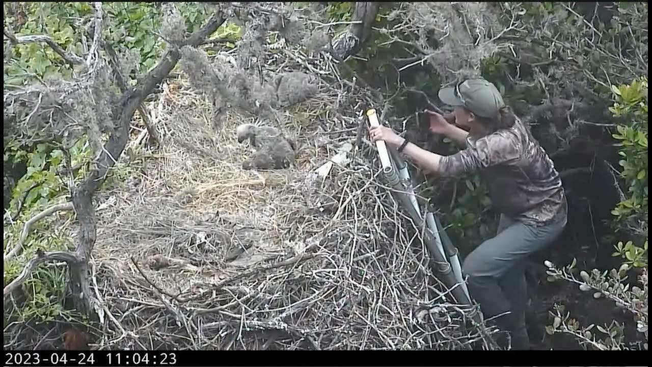 Eaglet Rescued & Returned to Nest - Reunited with Family - April 24