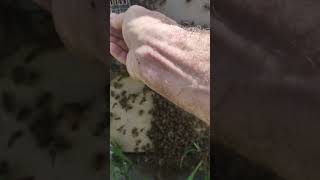 Catching a virgin queen before they swarm @Beedrivenequipment